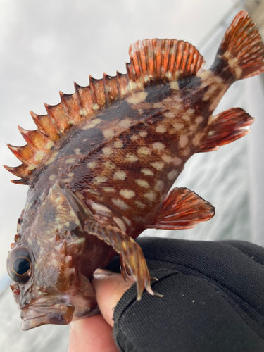 カサゴの釣果