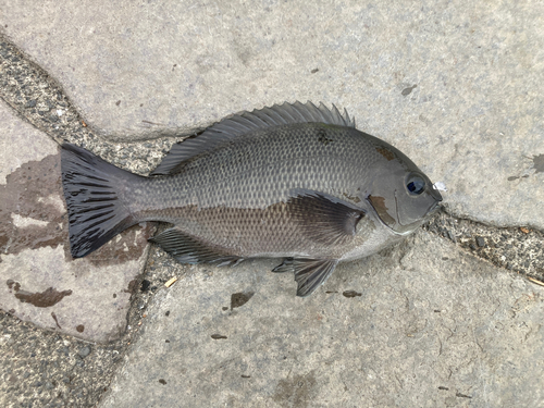 グレの釣果