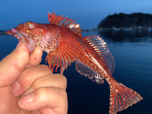 ニジカジカの釣果