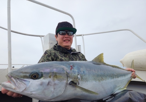 ヒラマサの釣果