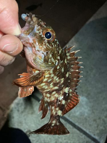 カサゴの釣果