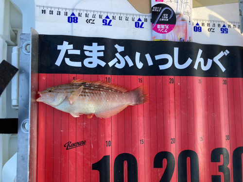 ホシササノハベラの釣果