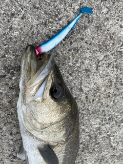 ハネ（マルスズキ）の釣果