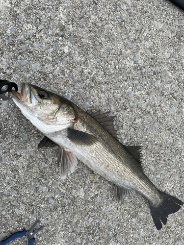 ハネ（マルスズキ）の釣果