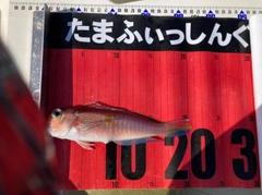 アカアマダイの釣果