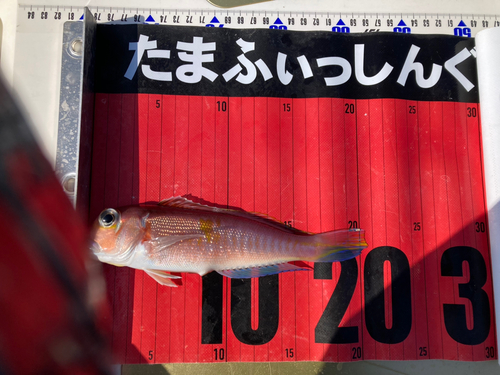 アカアマダイの釣果