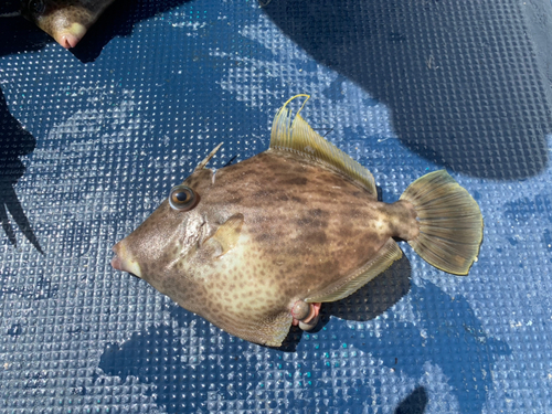 カワハギの釣果