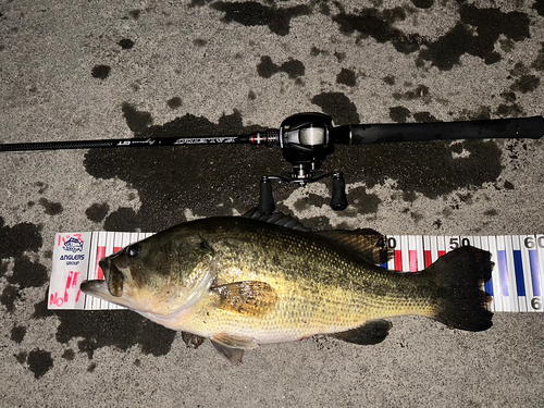 ブラックバスの釣果