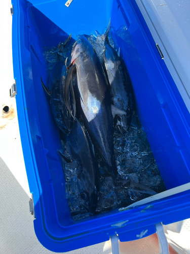 ビンチョウマグロの釣果