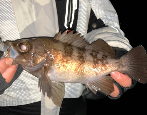 メバルの釣果