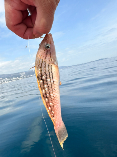 ベラの釣果