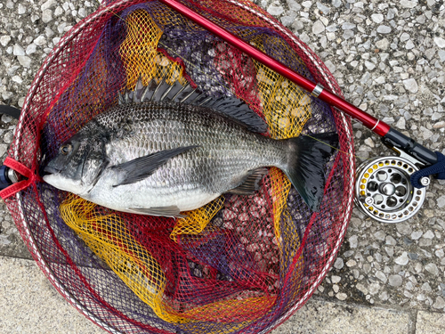 クロダイの釣果