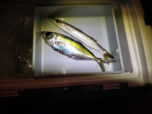 カマスの釣果