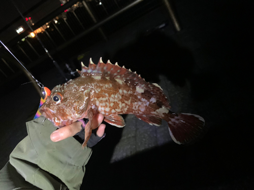 カサゴの釣果