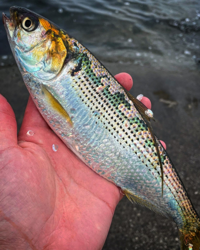 コノシロの釣果