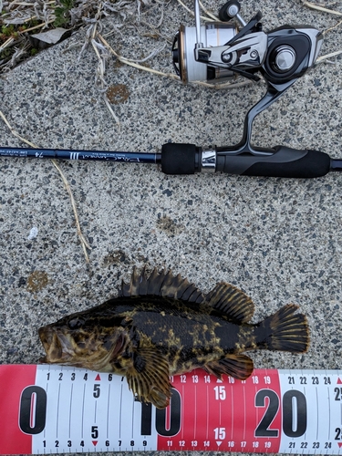 タケノコメバルの釣果