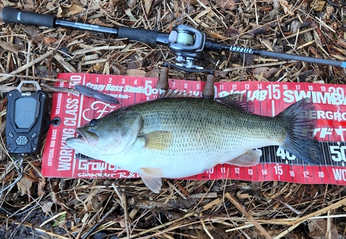 ブラックバスの釣果