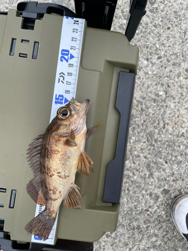 アカメバルの釣果