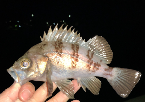 メバルの釣果