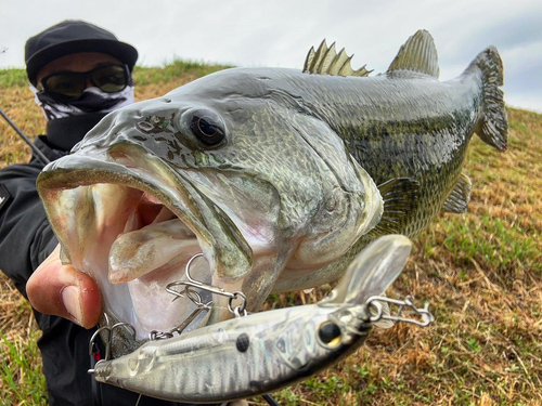 ブラックバスの釣果