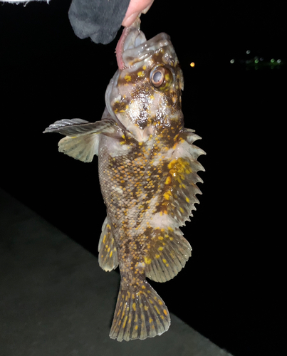 オウゴンムラソイの釣果