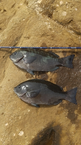 メジナの釣果