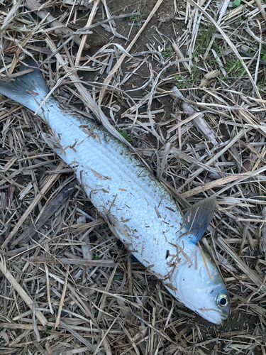 ボラの釣果