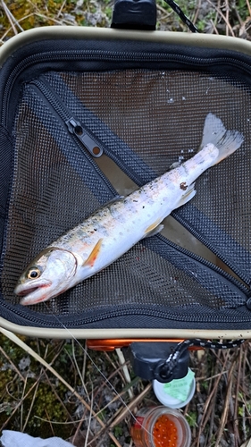 ヤマメの釣果