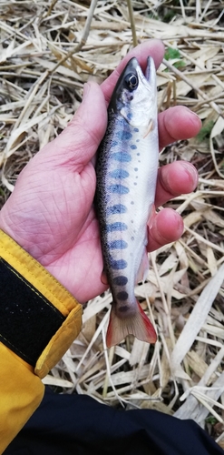 ヤマメの釣果