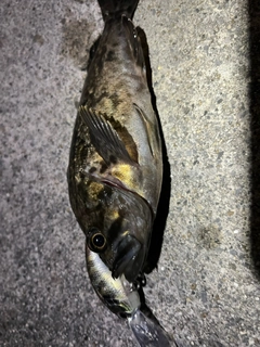 タケノコメバルの釣果