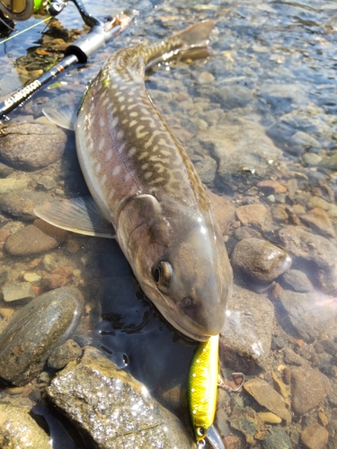 アメマスの釣果