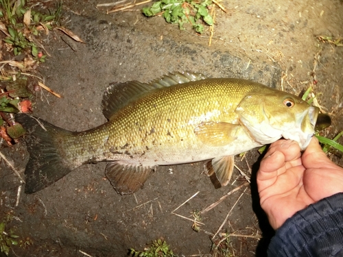 スモールマウスバスの釣果