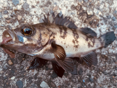 メバルの釣果