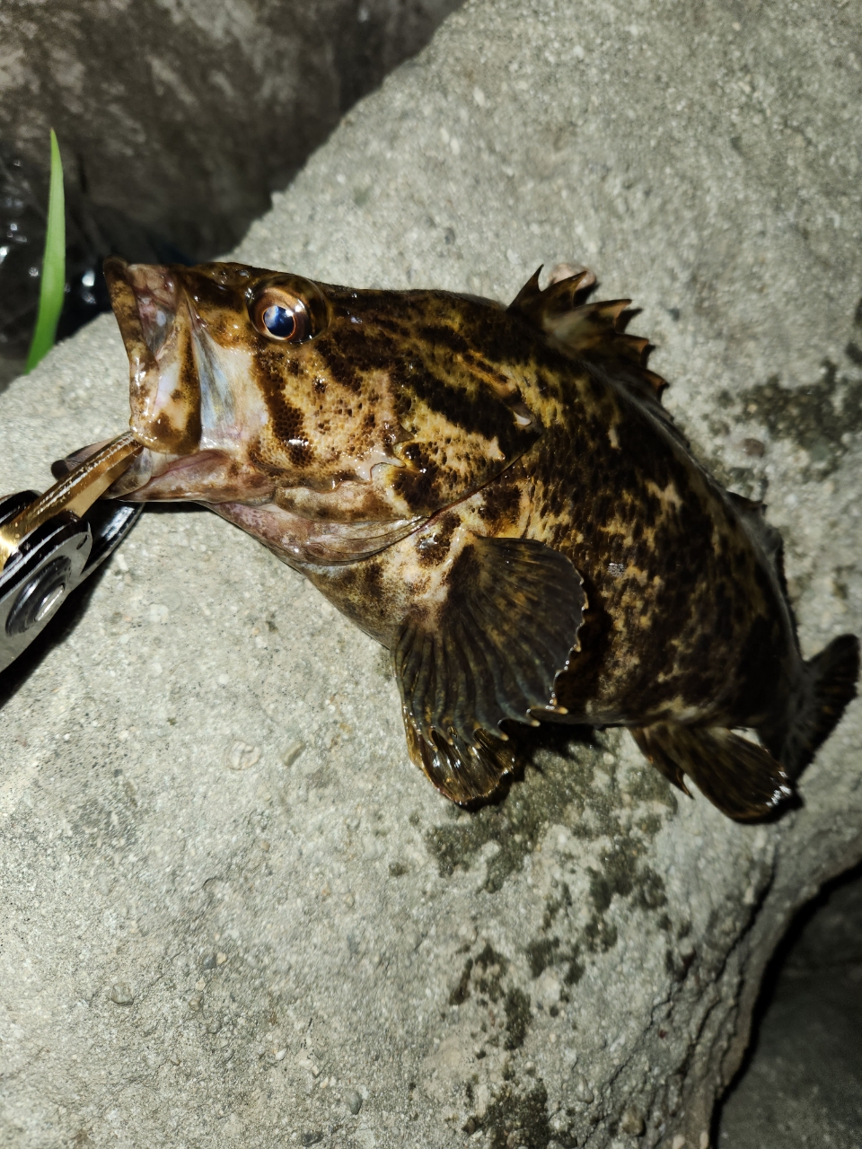 タケノコメバル