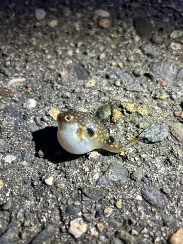 カレイの釣果