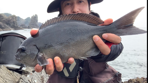 クロの釣果