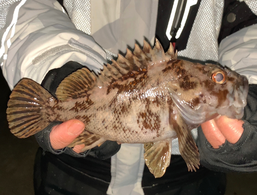 オウゴンムラソイの釣果