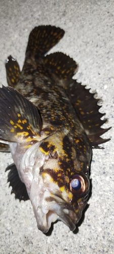 オウゴンムラソイの釣果