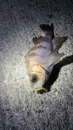 メバルの釣果