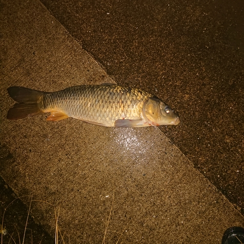 コイの釣果