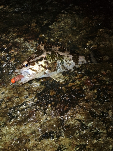 タケノコメバルの釣果