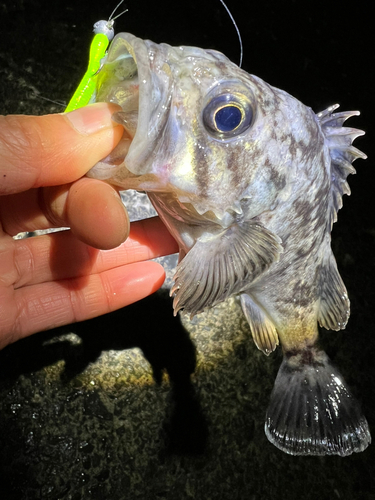 クロソイの釣果