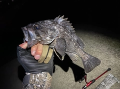 クロソイの釣果