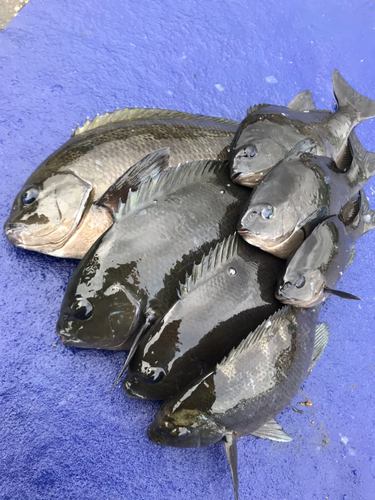 メジナの釣果