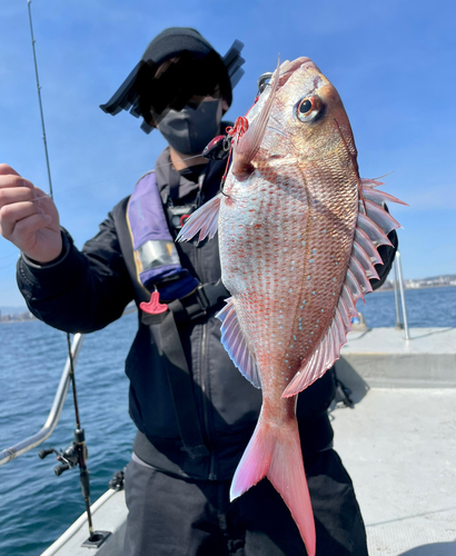 マダイの釣果