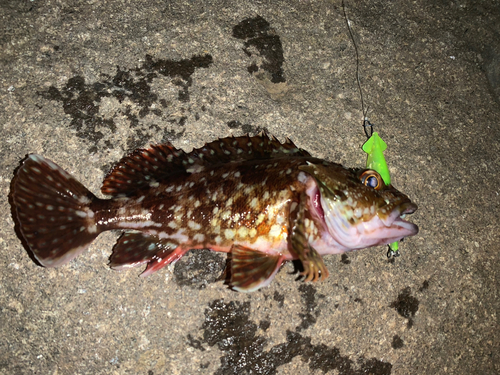 カサゴの釣果