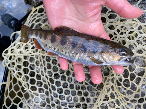 アマゴの釣果