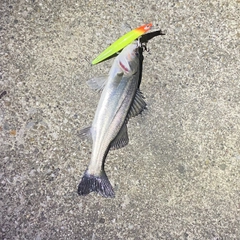 セイゴ（マルスズキ）の釣果