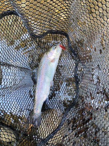 トラウトの釣果