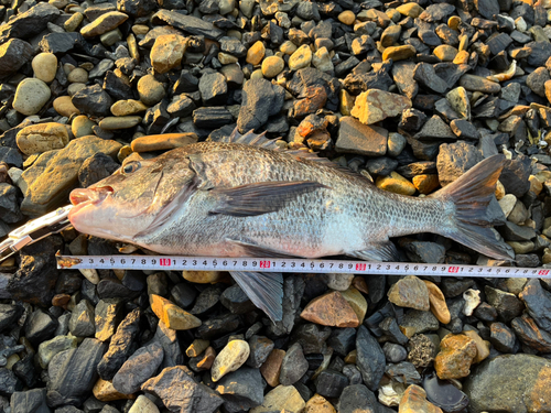 チヌの釣果